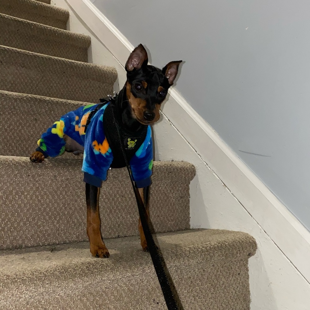 doggy pajama 🦖